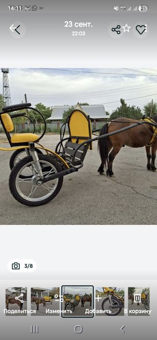 Продается пони с двуколкой