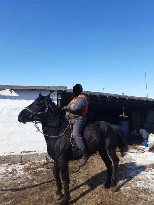 Продам жеребца обученный кокпарский