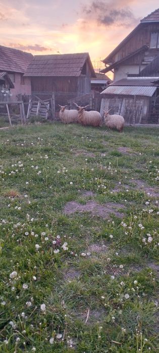 De vânzare oi Racka