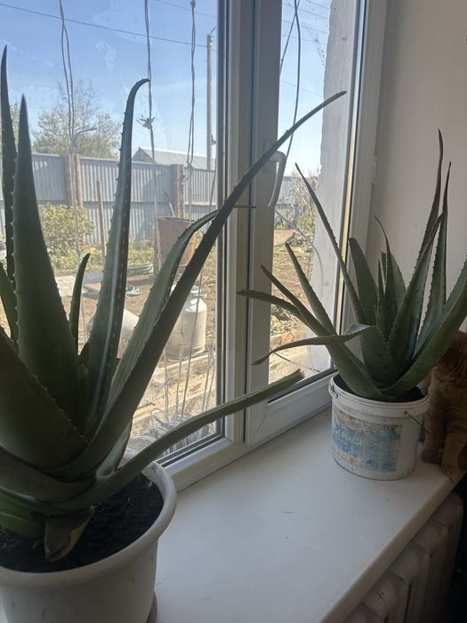 Алое трехгодичный