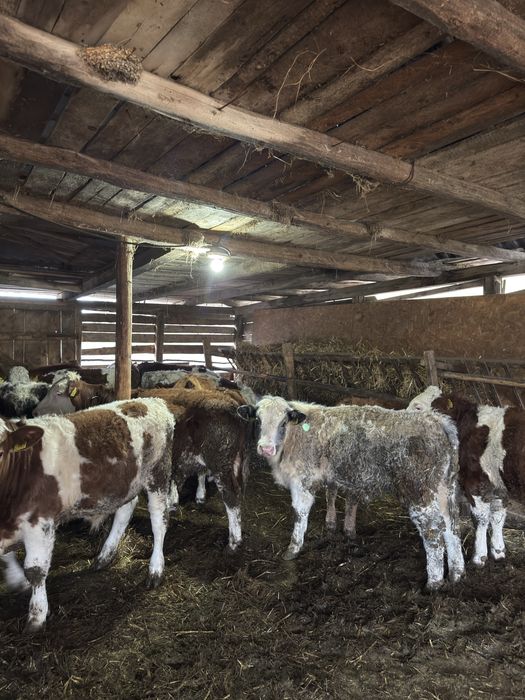 Bălțati românești