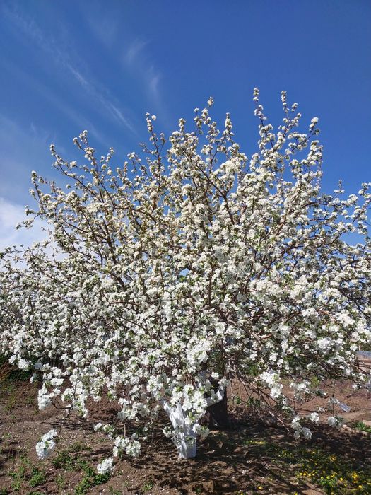 Продам дачу, в районе Пригородны, Черемушки