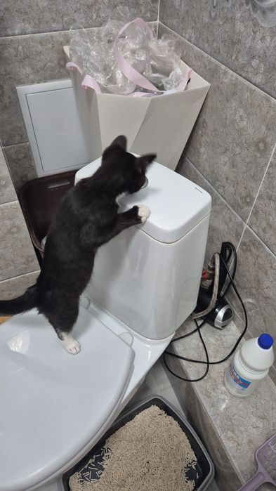 Отдаём чёрно-белого котика