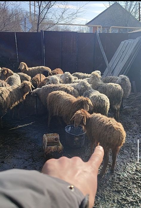 Тоқты  сатылады.