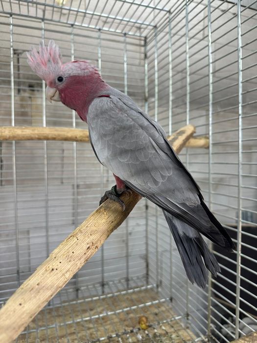 Kakadu roza roza Mascul