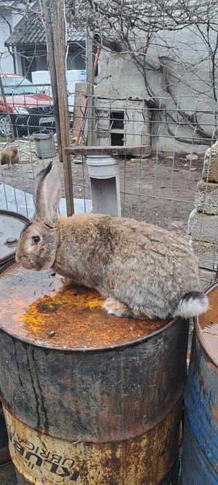 Vând iepuroi pentru montă