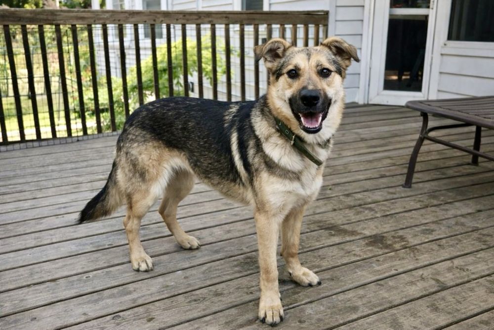 Собака Стелла — тихое счастье рядом