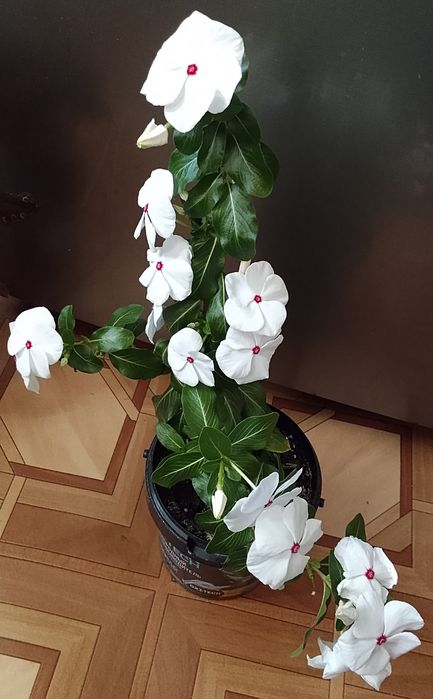 Катарантус, Колеус и стапелию продаю.