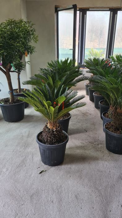 Vindem palmieri cycas de mai multe dimensiuni