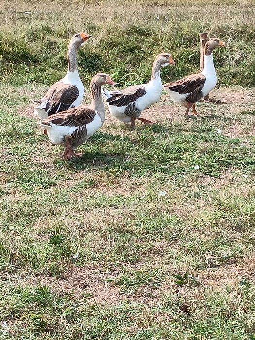 Vând gâște patru bucăți
