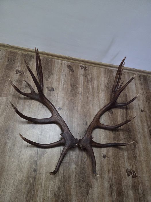 De vanzare coarne de cerb