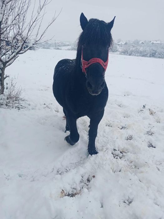 armăsar negru de vânzare