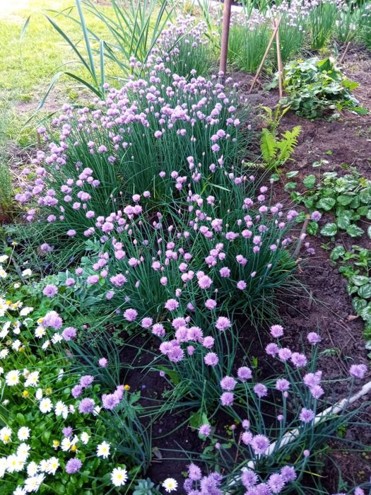 Декоративный лук