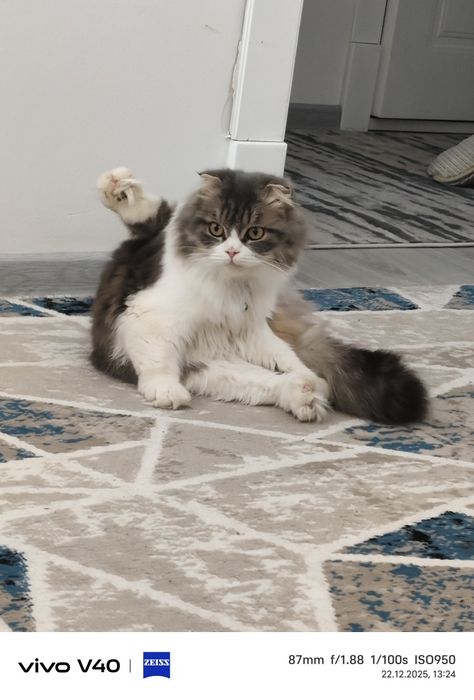 Aqli mushuk srochna sotiladi toza ozoda