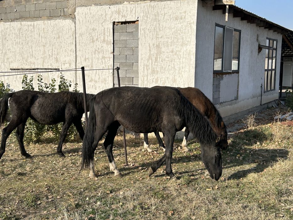 Продам лошадей