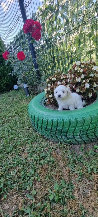 Donez puiuți bichon