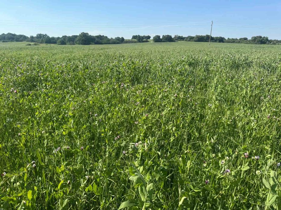 Продавам Фолирани бали смеска грах и тритикале- Сенаж