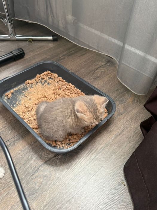 Продам котенка-девочку, британская  шиншилла