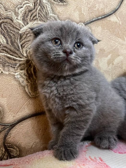 Порода скотиш фолд очень игривые ,лоток ходят кушают сами ,лосковые