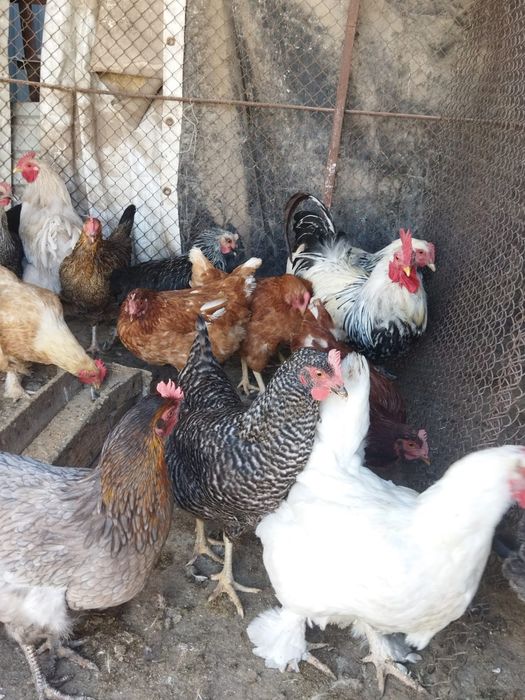 Продам куры домашние