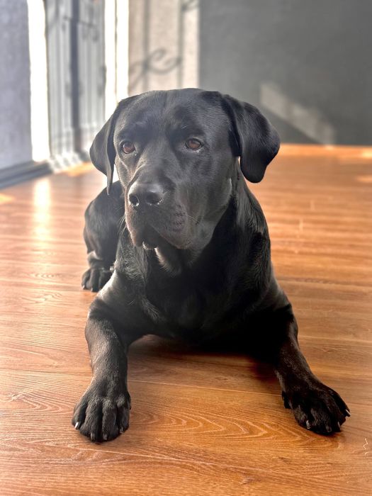 Вязка лабрадора.