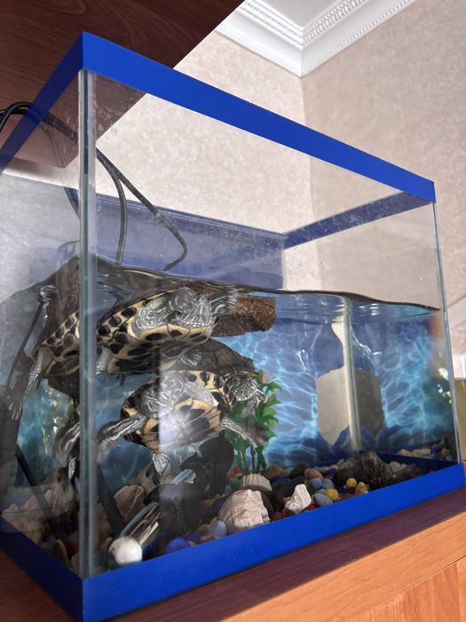 Продам аквариум с черепехами