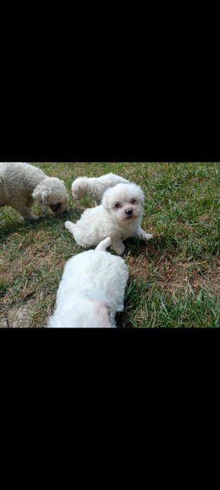 Disponibil pereche  pui Bichon maltez