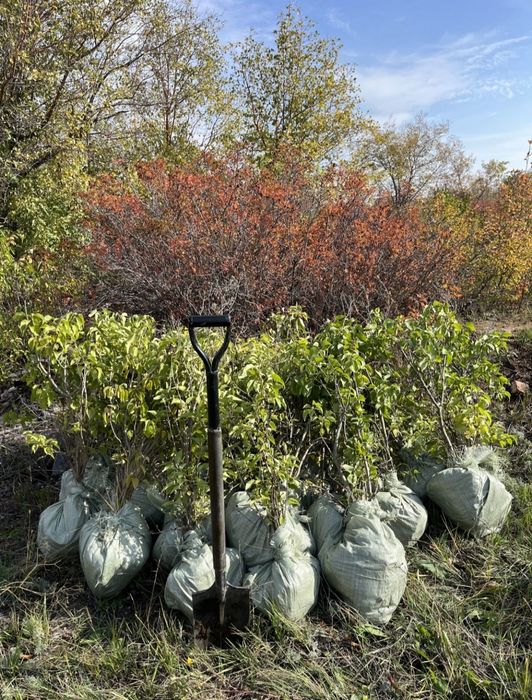 Саженцы сирень оптом