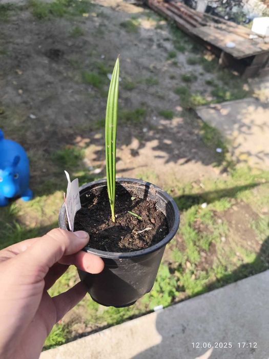 Палма - финикова 
Студоустойчивост до -10