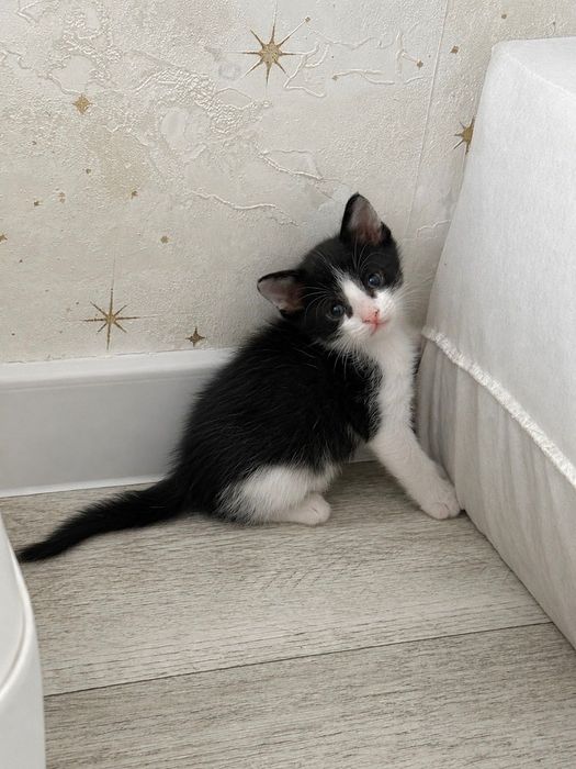 Котята 1 месяц в добрые руки