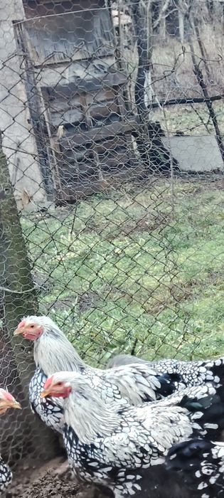 Gaini  din rasa wyandotte