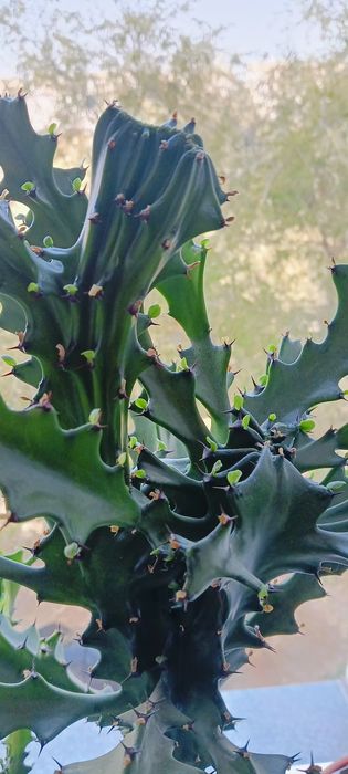 Продам комнатные растения