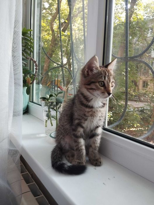 Отдам котенка девочку в добрые руки
