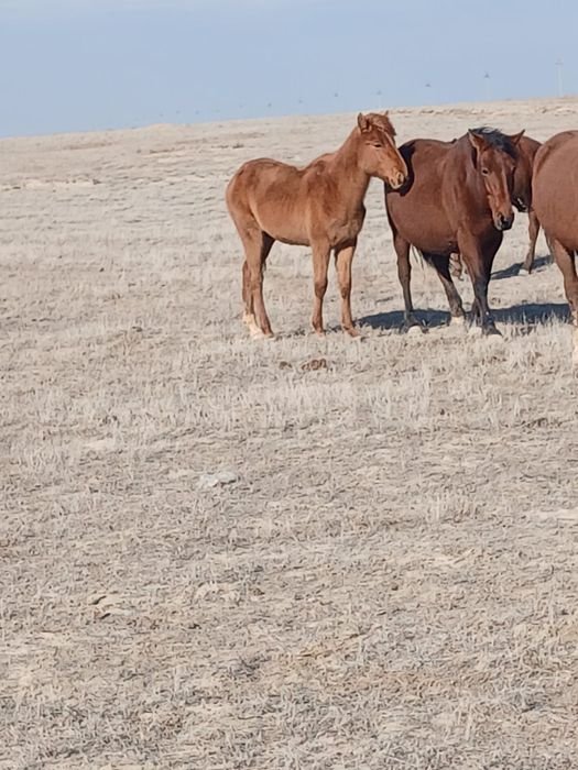 Байталдар сатылады 8бас 260мың