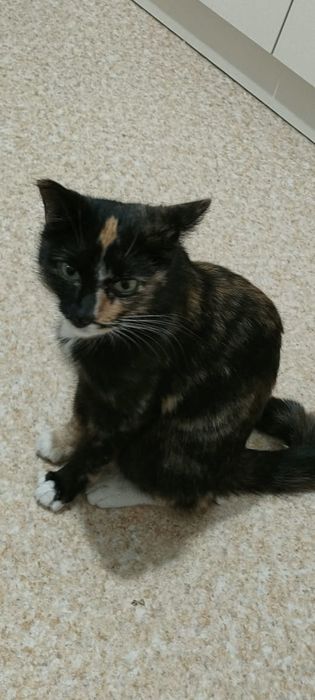 Кошечке нужен дом