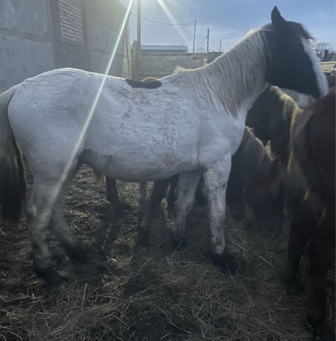 Продам согым, тай.