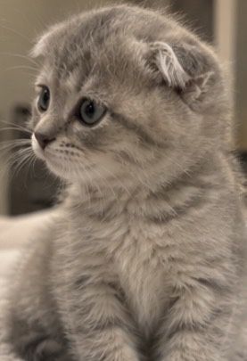 Вислоухий котенок с разными глазами.