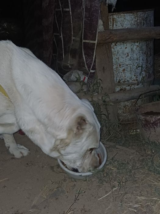 It sotiladi zoti Alabay