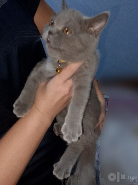 British shorthair