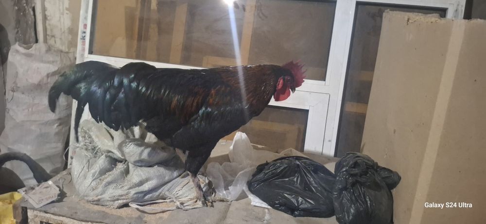 домашние петух  продаётся