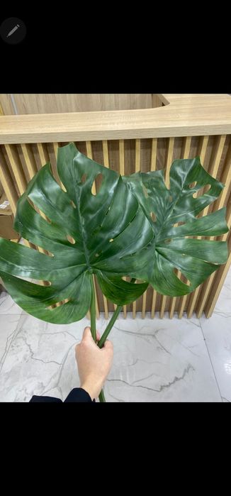 Сухоцветы и листья монстера