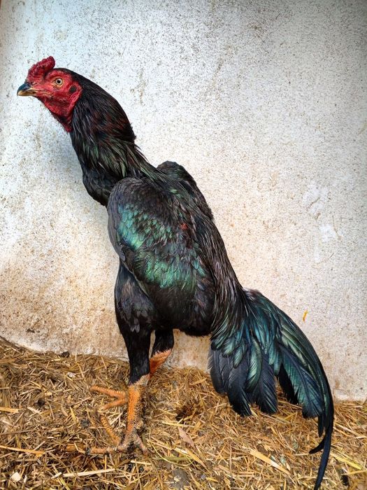 Ака укалар шу турок дакан сотилади