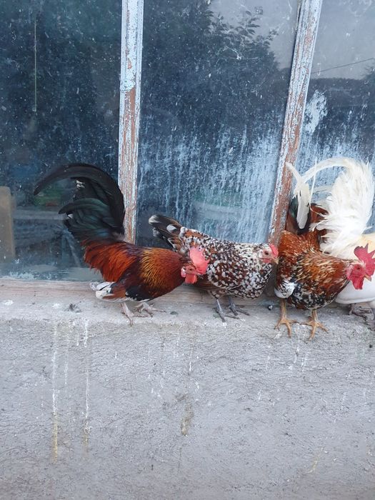 Cocoșei pitici de vânzare