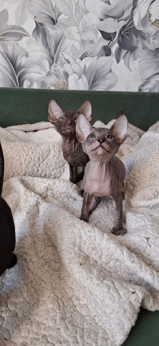 Котятки Донские Сфинксы.
