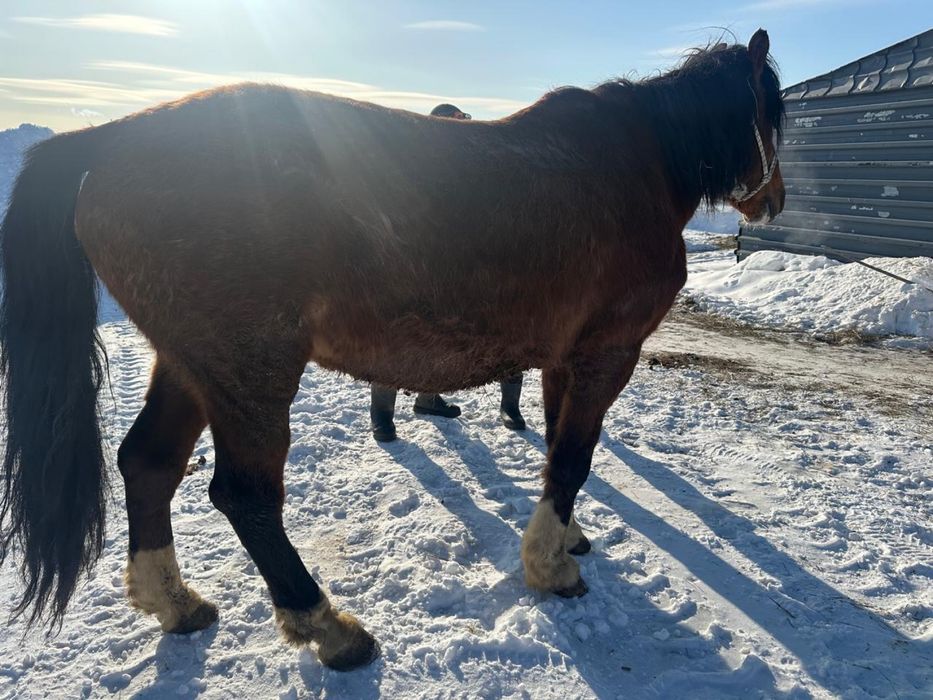 Продам коня полносью обучен