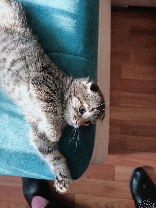 Домашние животные