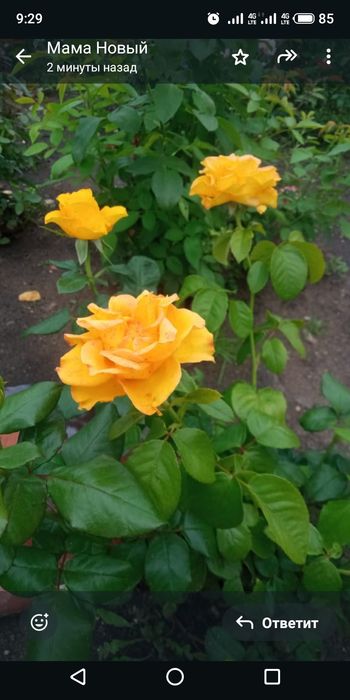 продам дачу. СО Мичуринец