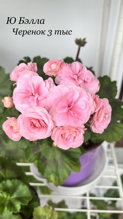 Продам черенки сортовых пеларгоний