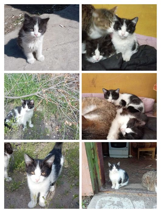 Отдам котят в добрые руки