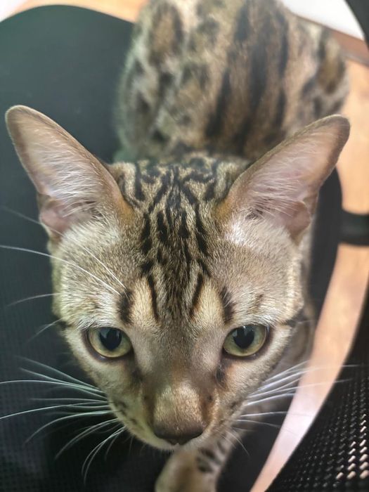 Продается кот бенгал, мальчик, возраст: 1 год.